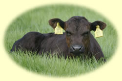 drumcorn calf